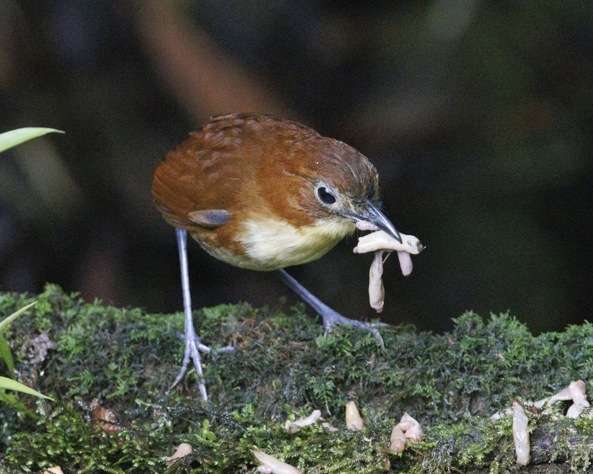 キムネクリセジアリドリ - ML644076457