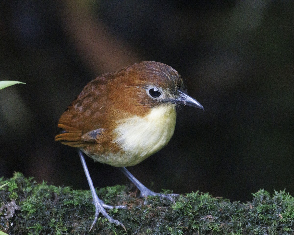 キムネクリセジアリドリ - ML644076458