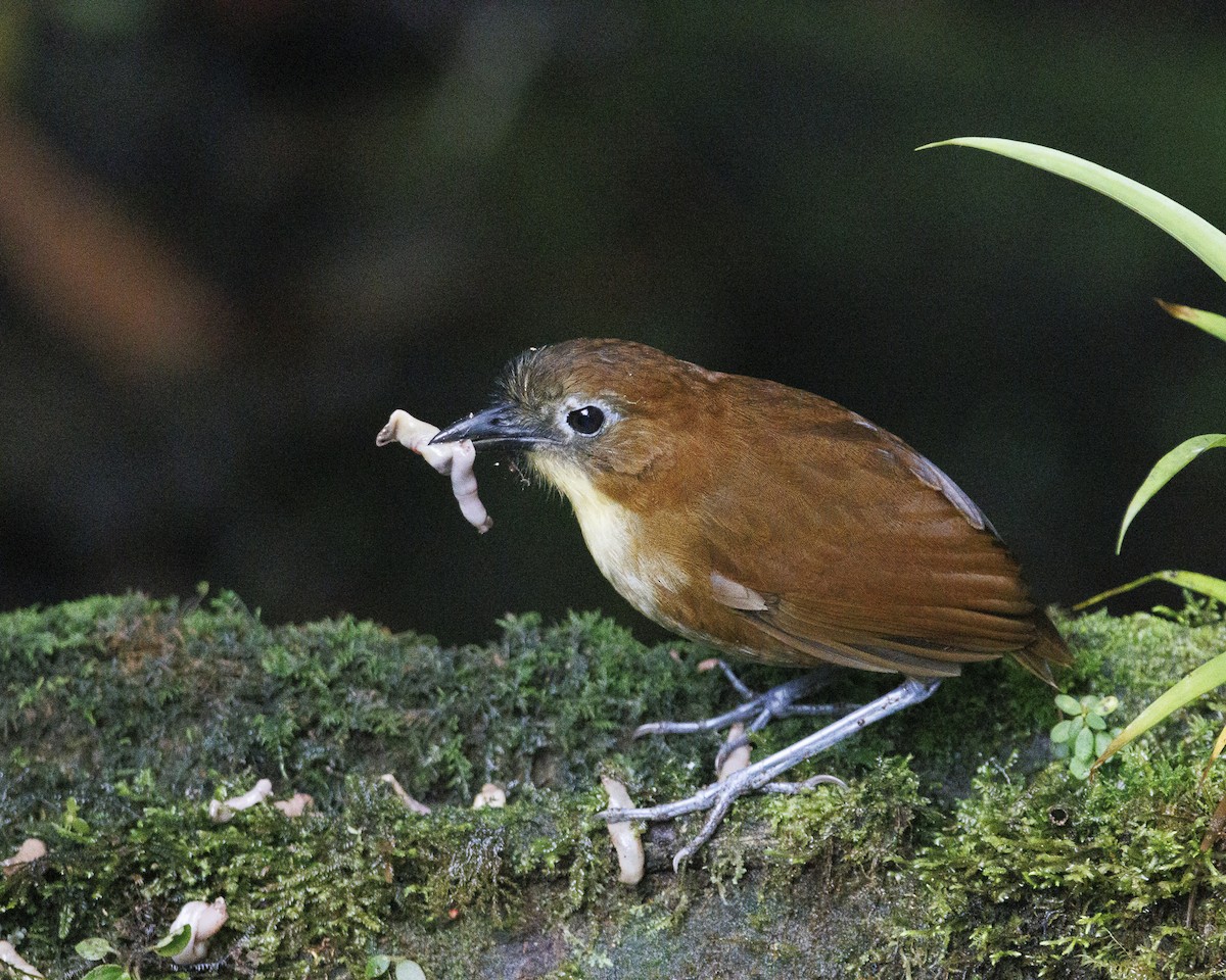キムネクリセジアリドリ - ML644076459