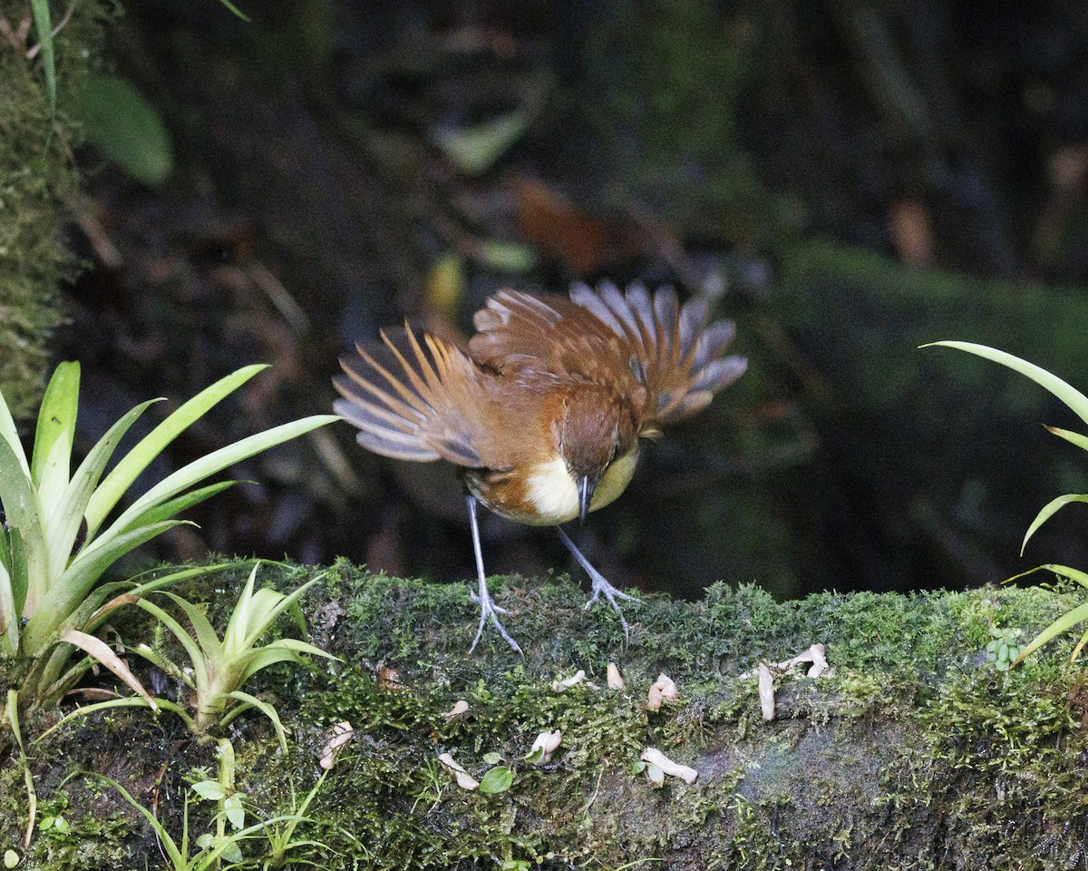 キムネクリセジアリドリ - ML644076460