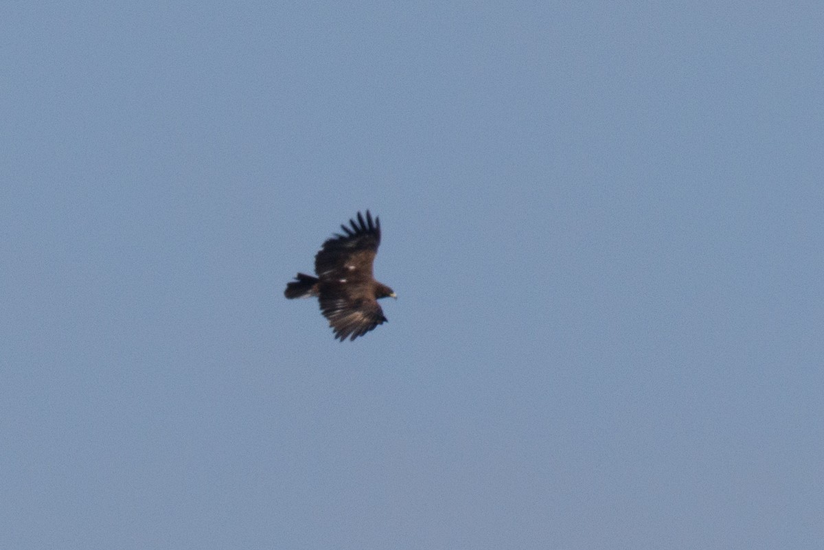 Greater Spotted Eagle - ML644076469