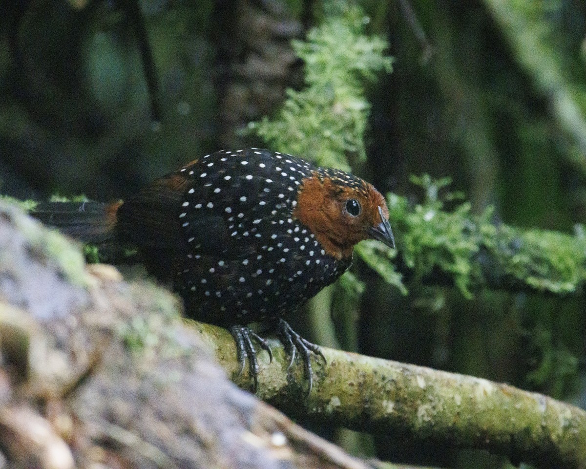 Ocellated Tapaculo - ML644076511