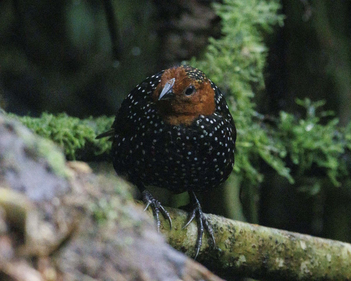 Ocellated Tapaculo - ML644076512