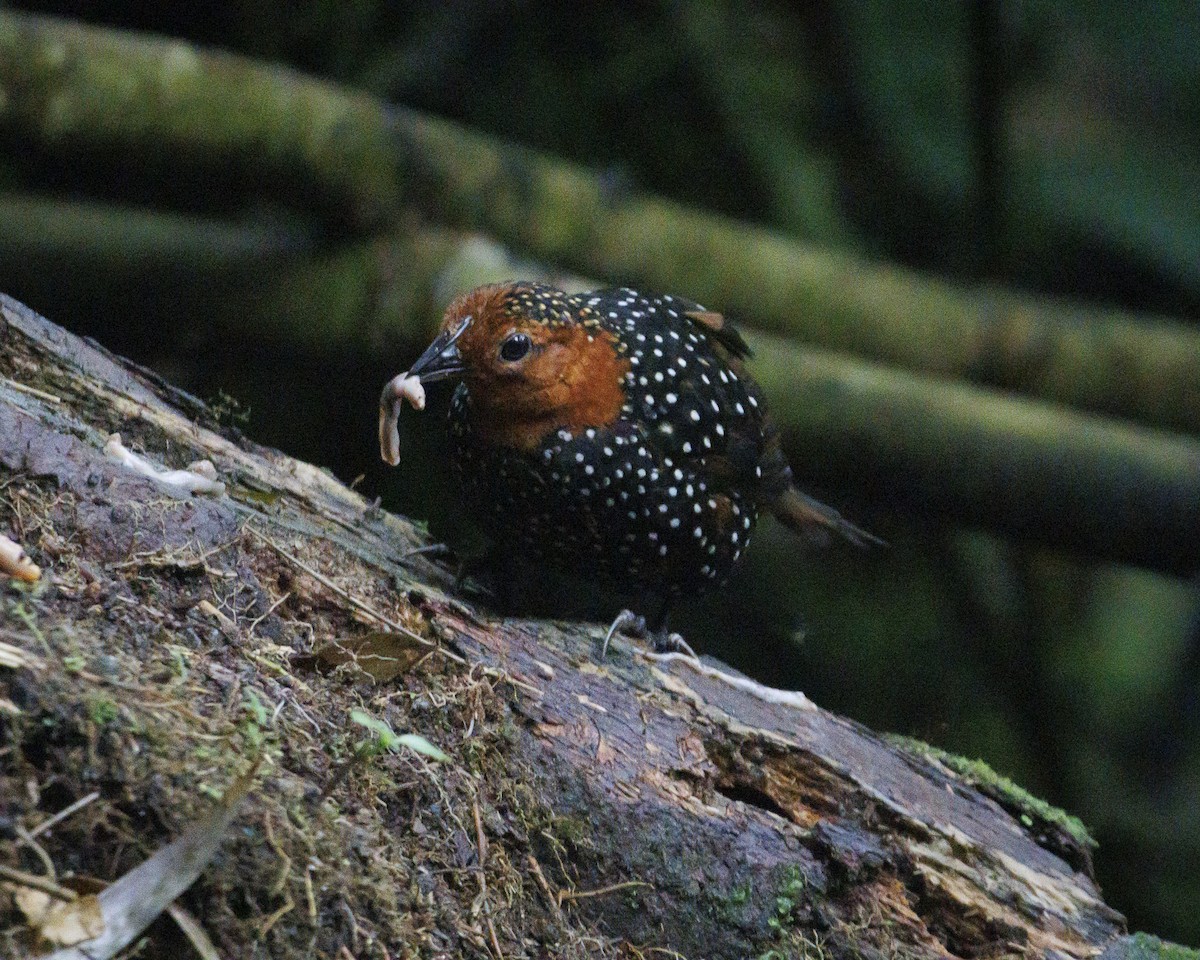 Ocellated Tapaculo - ML644076513