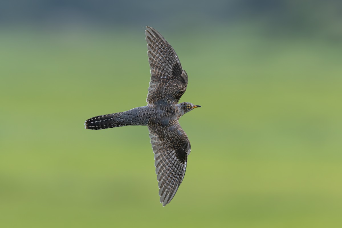 Common Cuckoo - ML644076515
