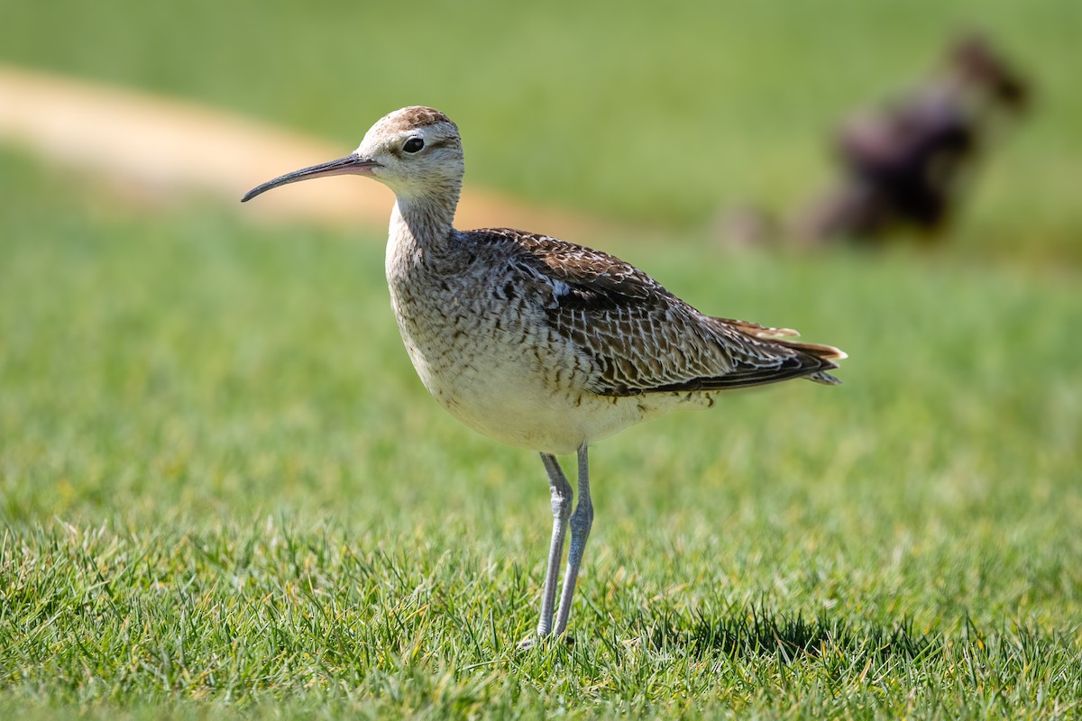 Zwergbrachvogel - ML644076517
