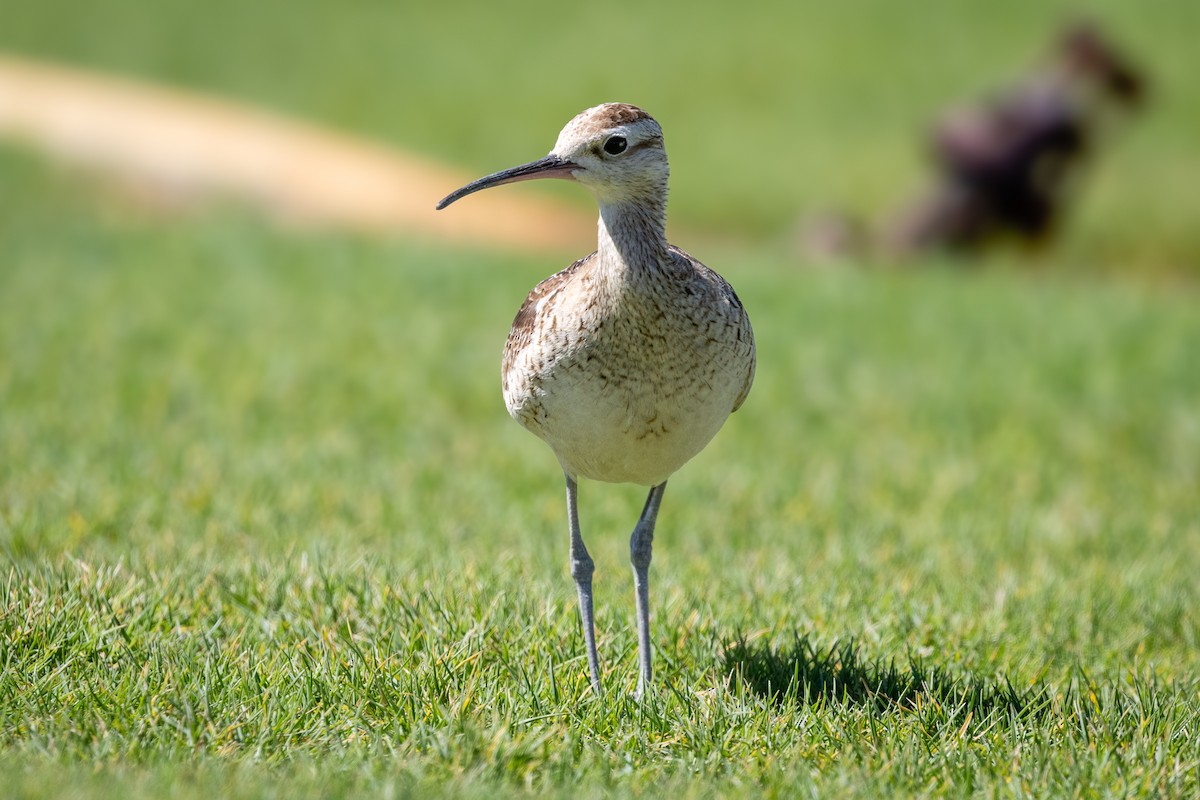 Zwergbrachvogel - ML644076518