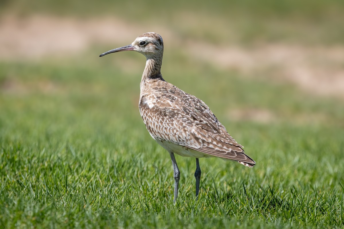 Zwergbrachvogel - ML644076519