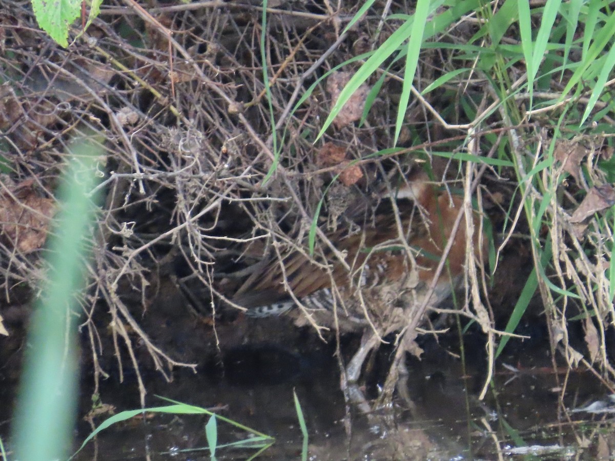 King Rail - ML644076520