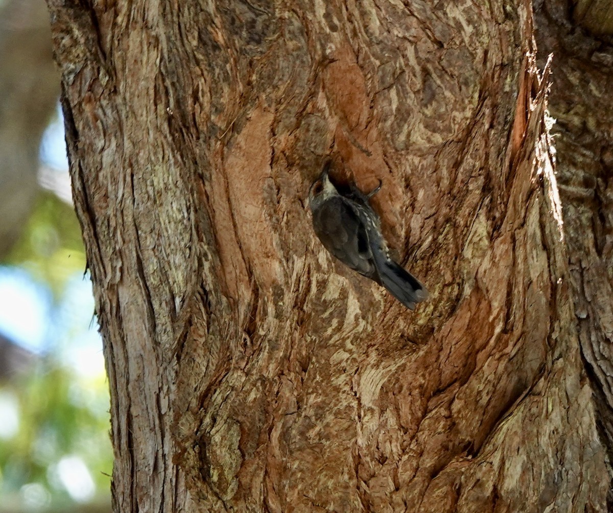 Red-browed Treecreeper - ML644076522