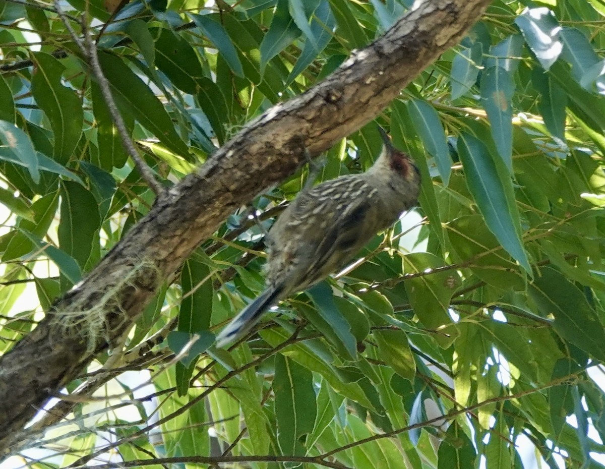 Red-browed Treecreeper - ML644076523