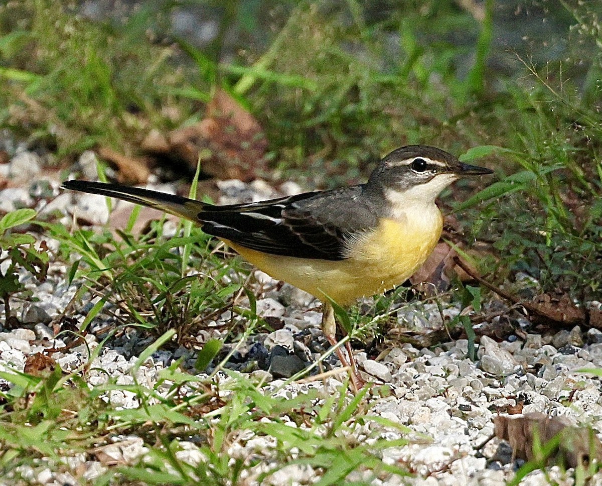 Gray Wagtail - ML644076527