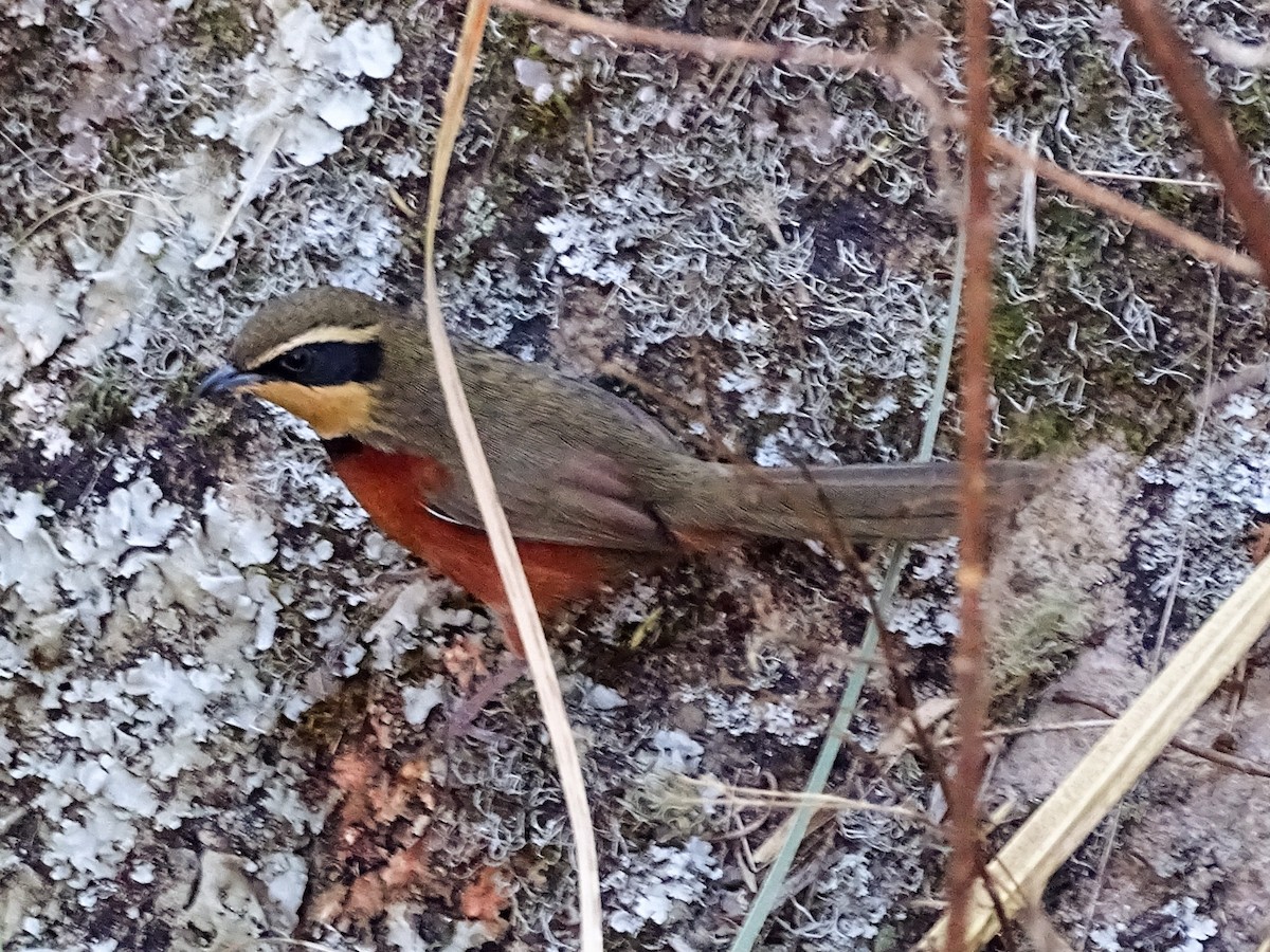 Zeytin Tepeli Hilalgerdan - ML644076537