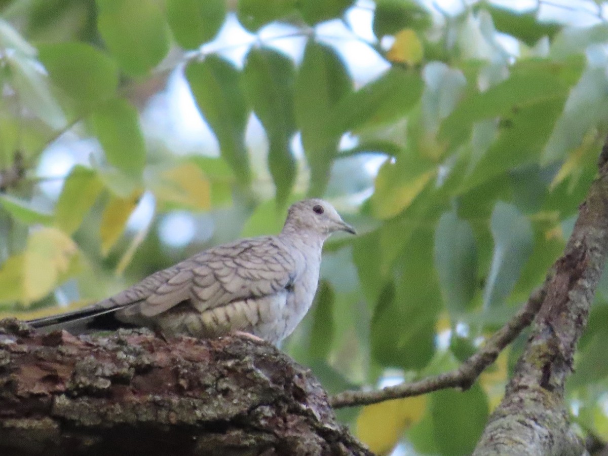 Inca Dove - ML644076540