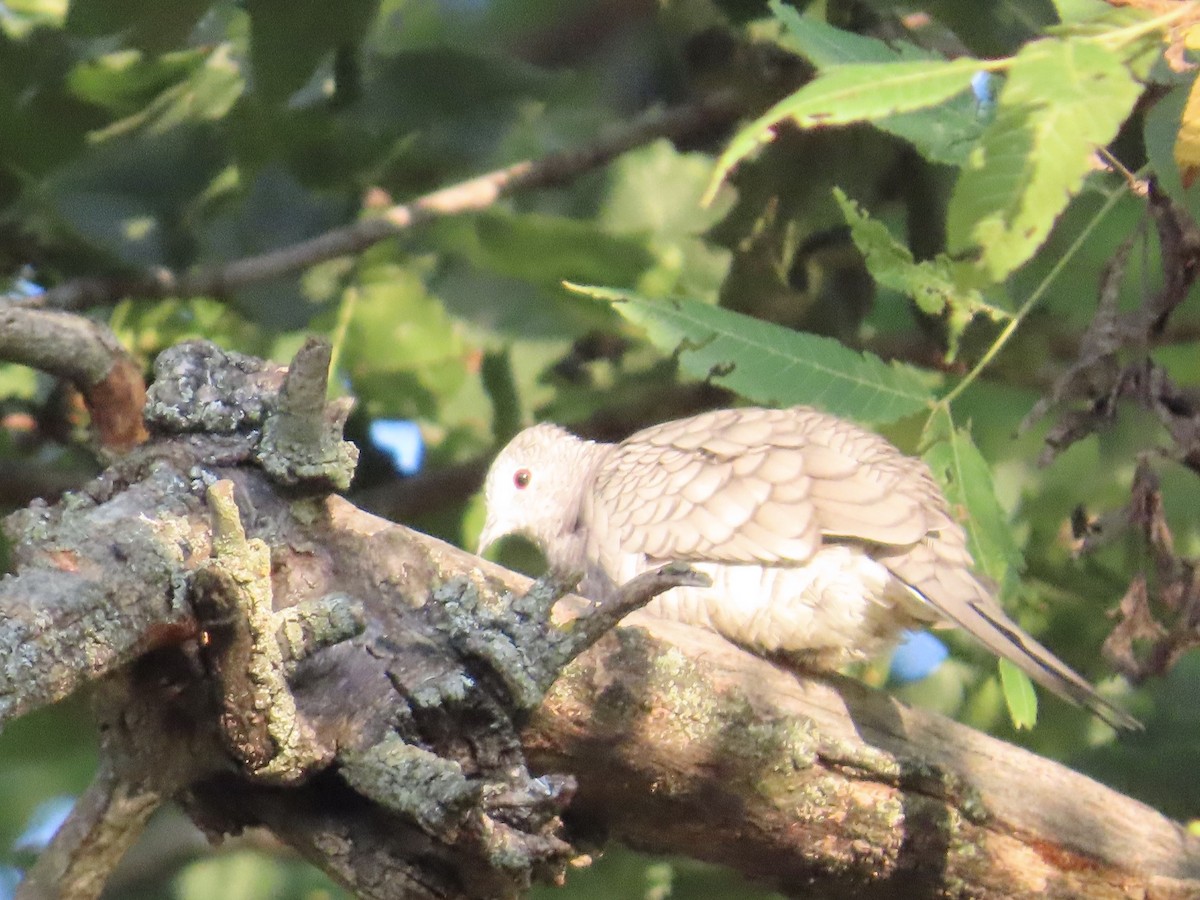 Inca Dove - ML644076541