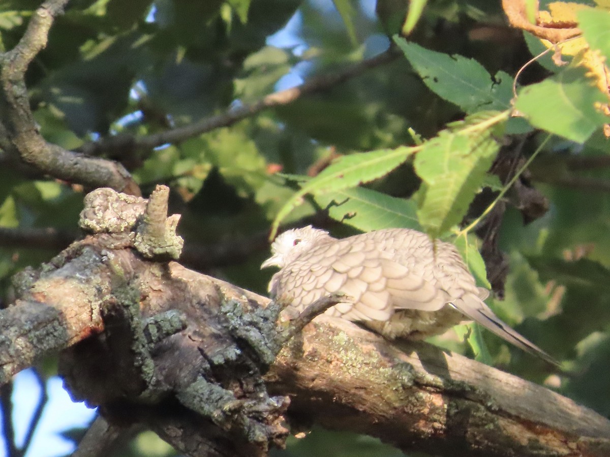 Inca Dove - ML644076542