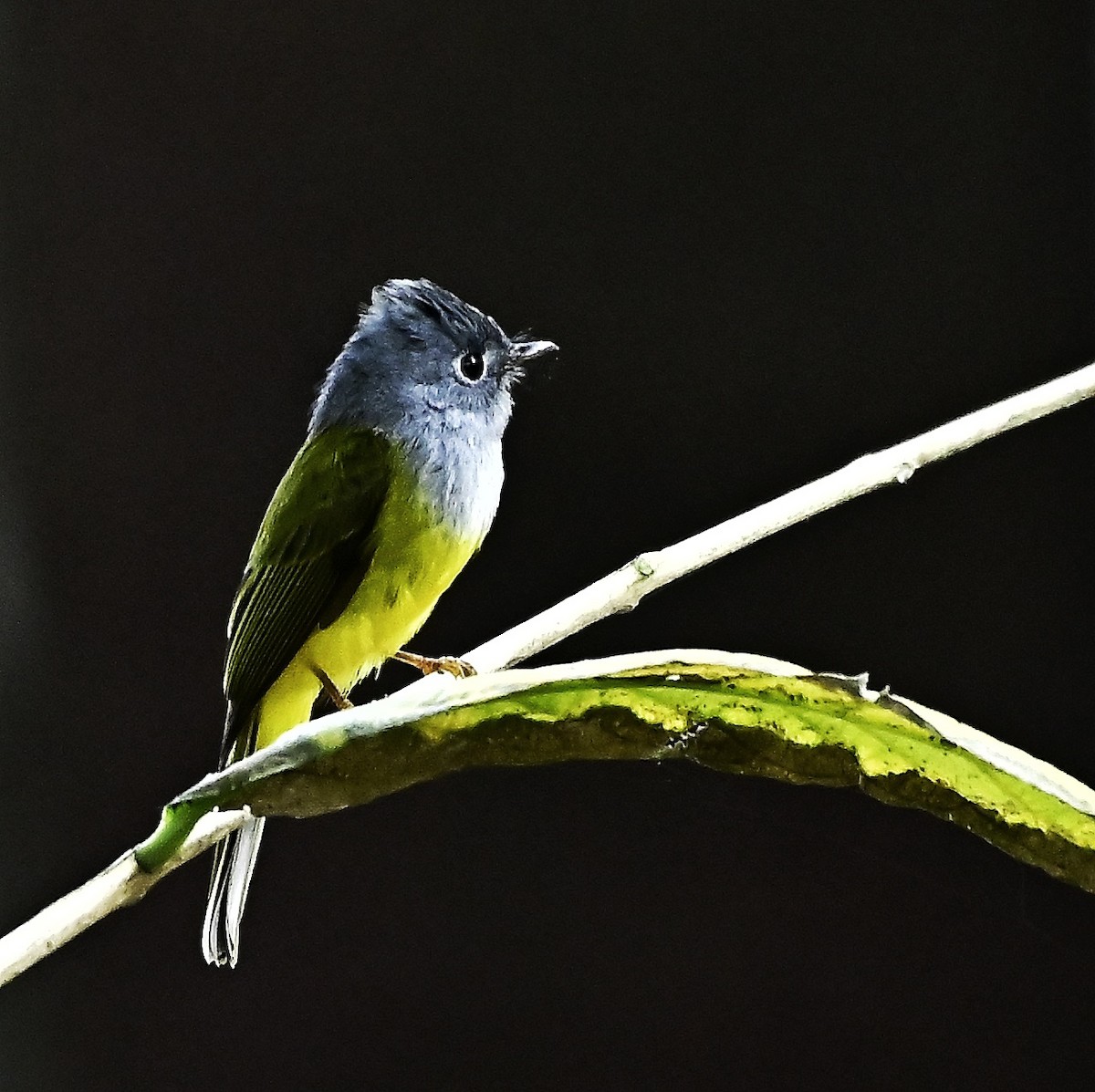 Gray-headed Canary-Flycatcher - ML644076548