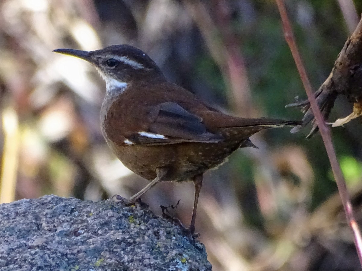 White-winged Cinclodes - ML644076550