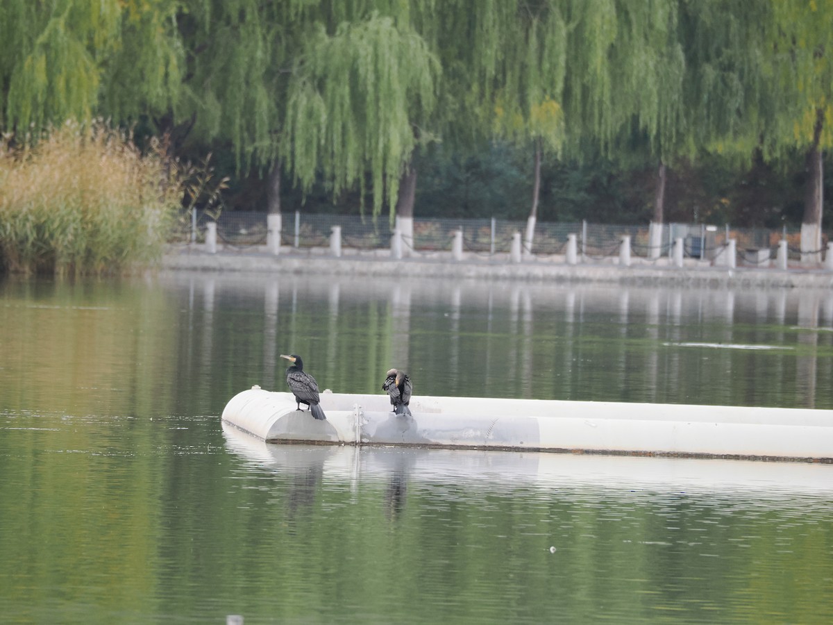 Great Cormorant - ML644076570