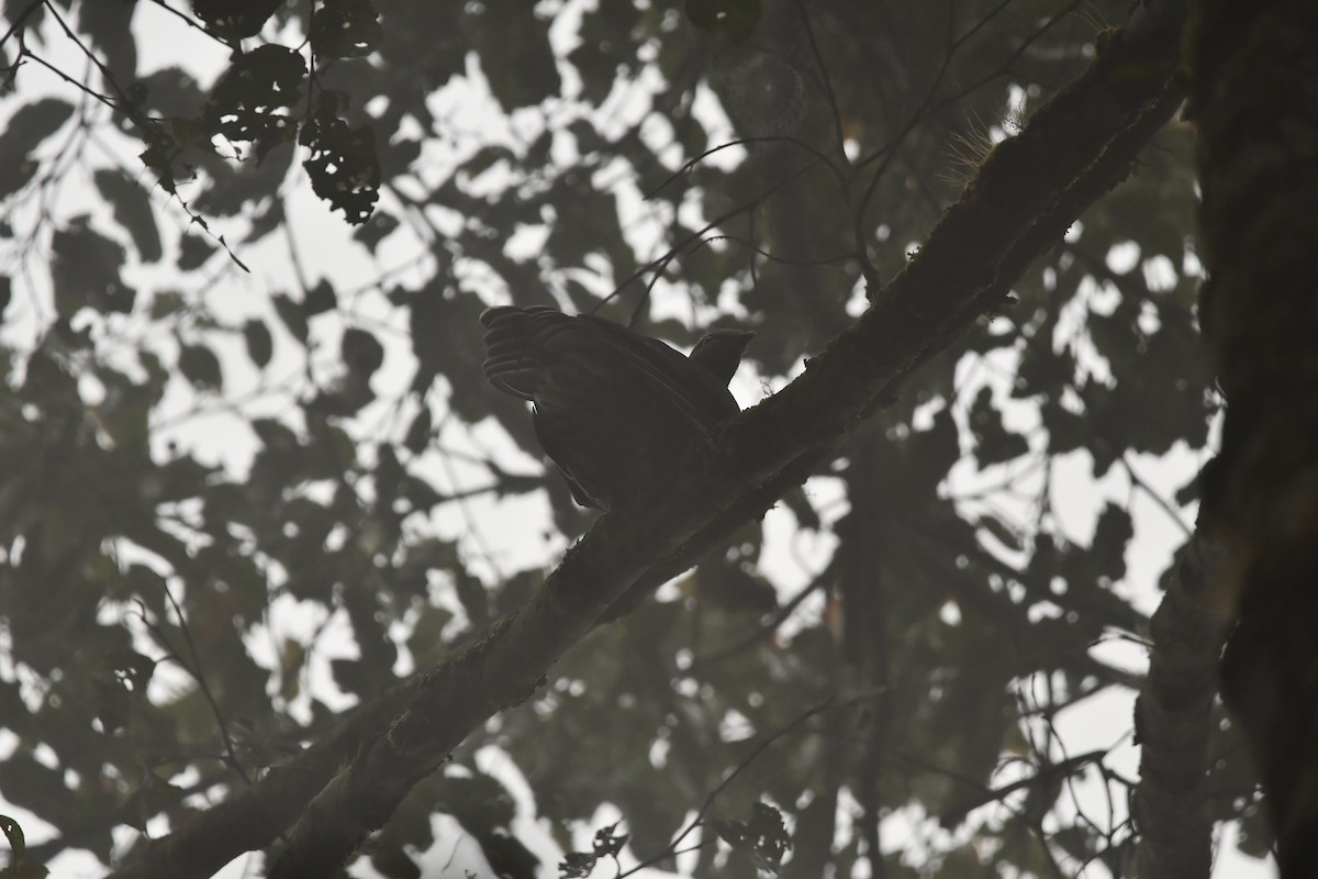 Sombre Pigeon - ML644076571