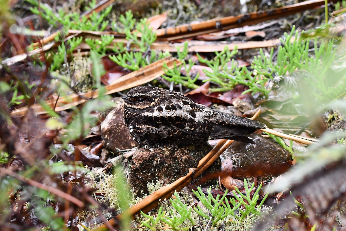 Diabolical Nightjar - ML644076580