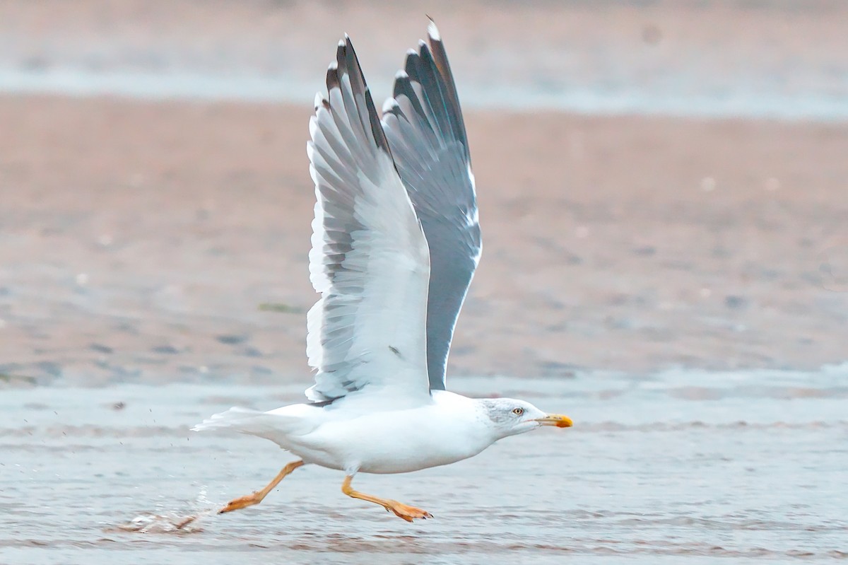 Lesser Black-backed Gull - ML644076592