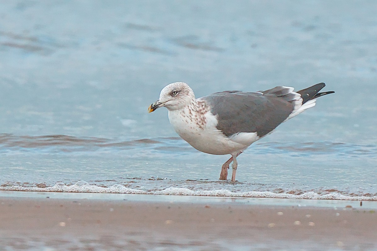 Lesser Black-backed Gull - ML644076593