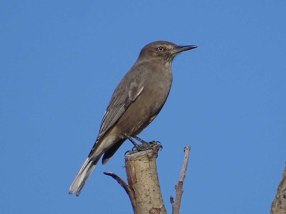 Black-billed Shrike-Tyrant - ML644076595