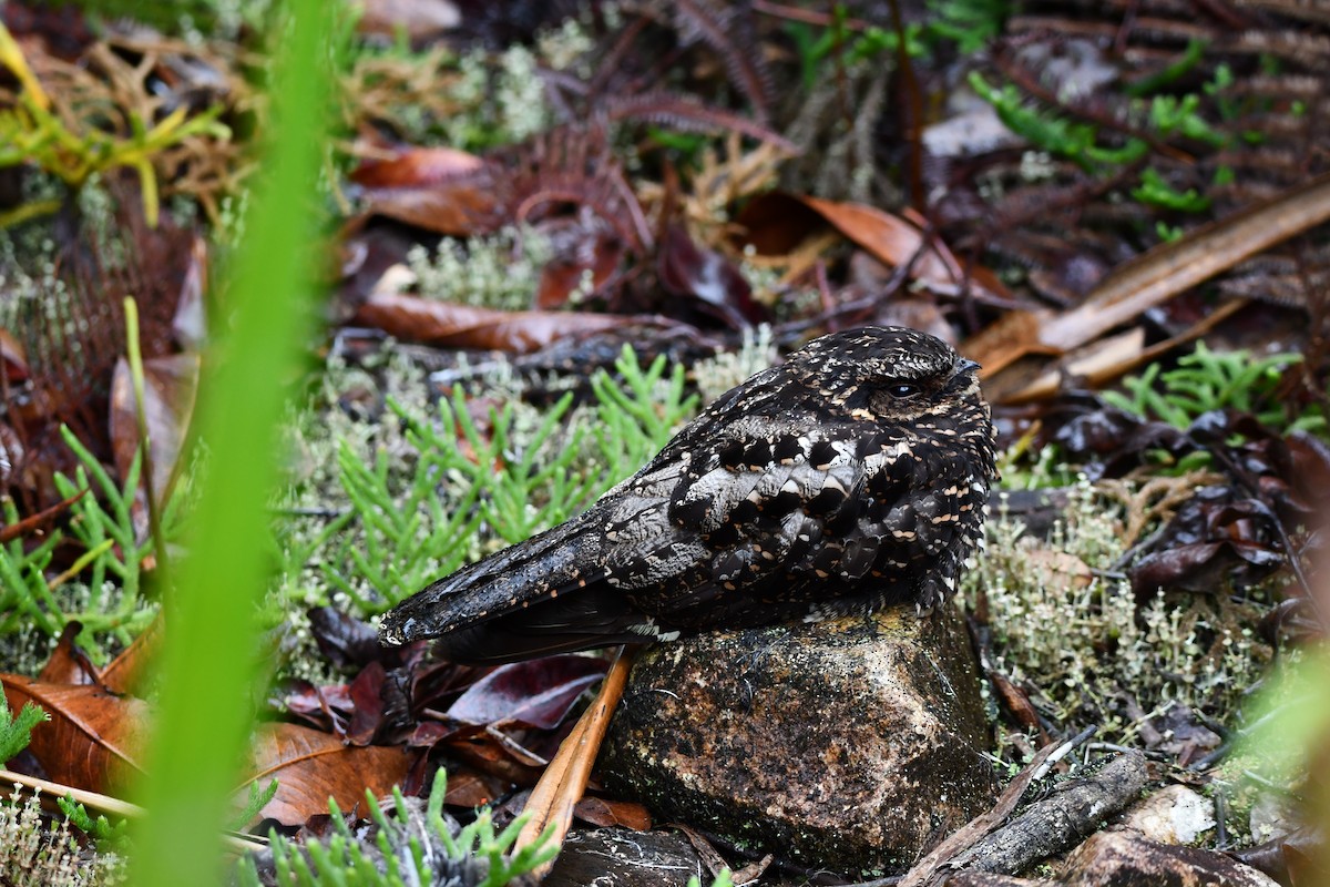 Diabolical Nightjar - ML644076596