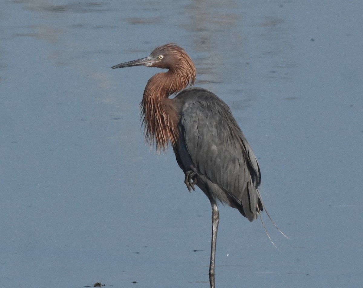 Reddish Egret - ML644076606