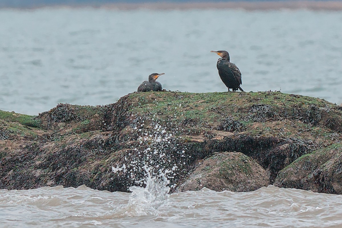 Great Cormorant - ML644076611