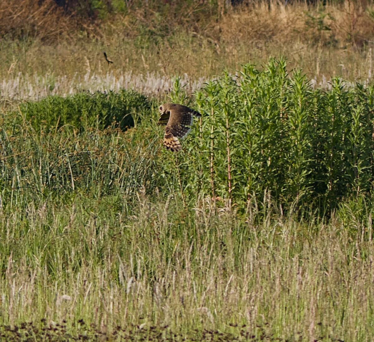 kalous africký - ML644076612
