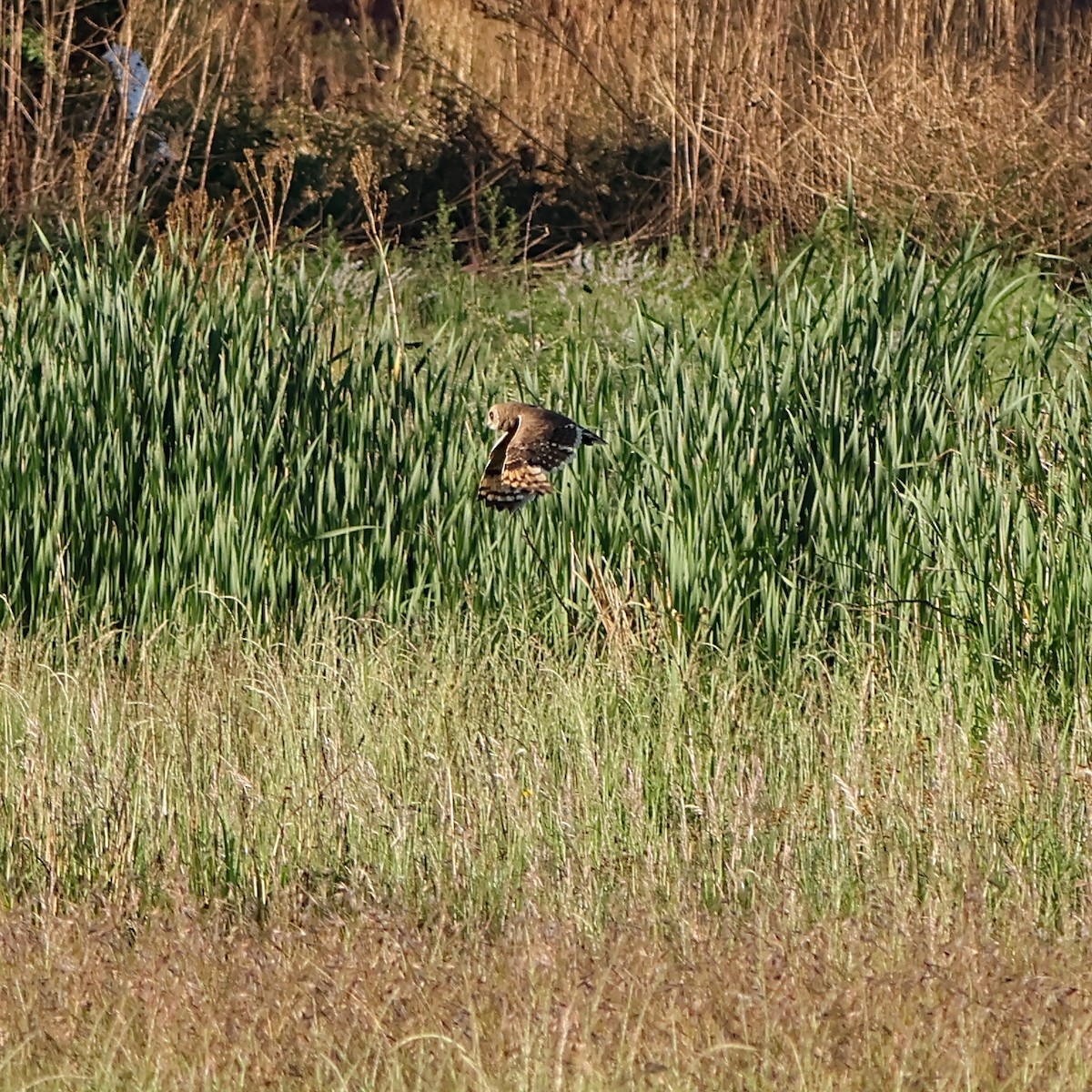 kalous africký - ML644076613