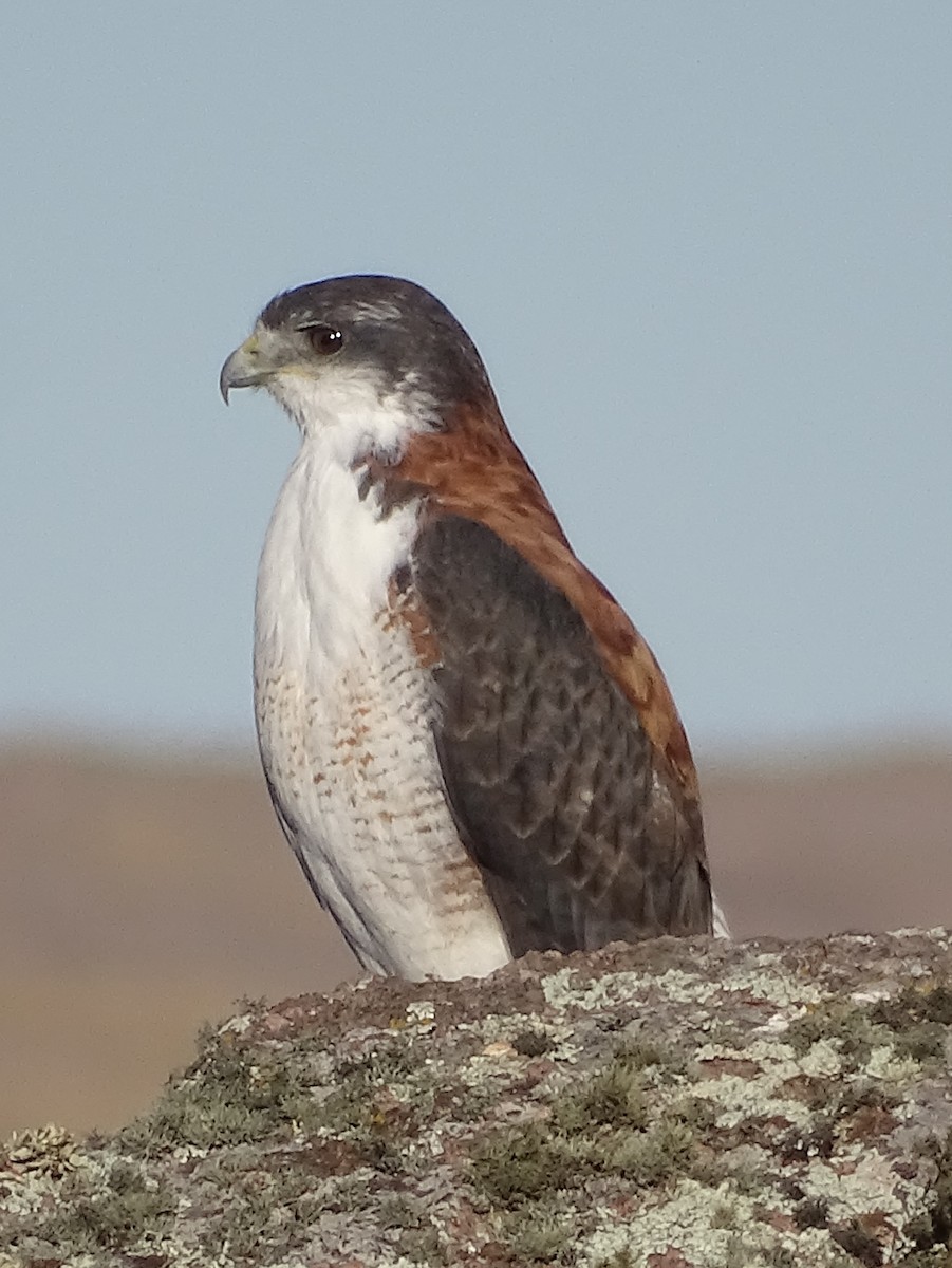 Variable Hawk - ML644076615