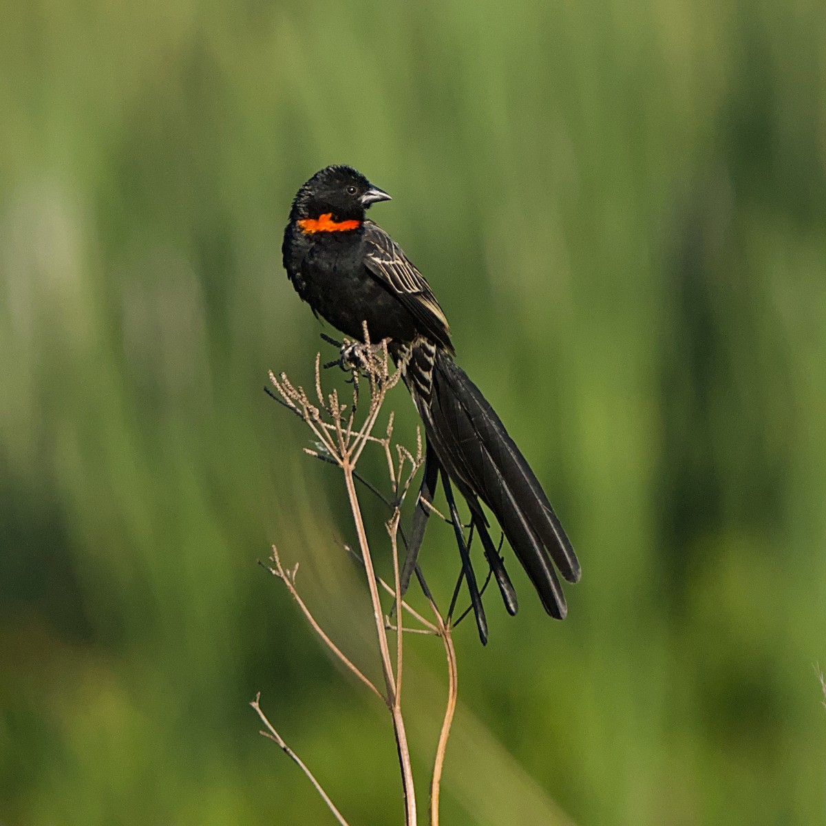 Red-collared Widowbird - ML644076635