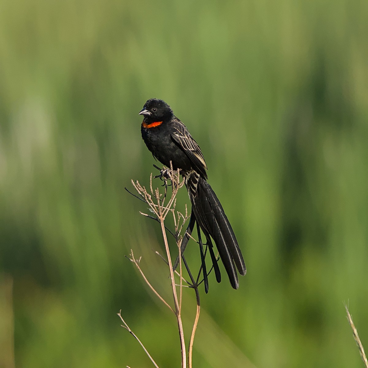 Red-collared Widowbird - ML644076636