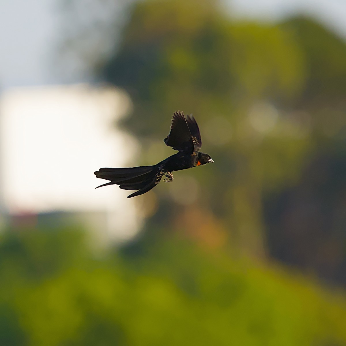 Red-collared Widowbird - ML644076637