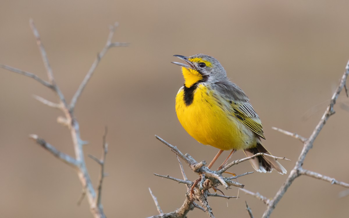 gulstrupepiplerke - ML644076650