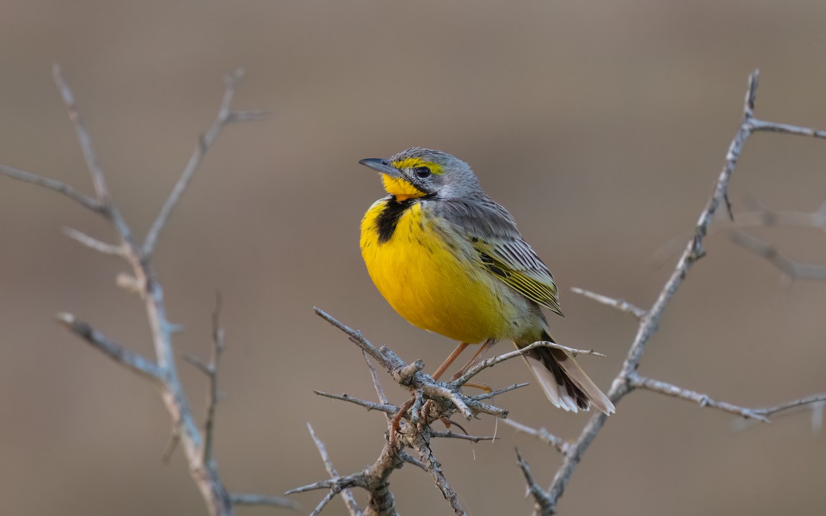 gulstrupepiplerke - ML644076651