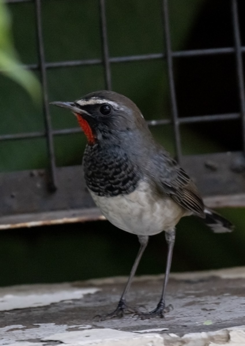 Himalayan Rubythroat - ML644076666