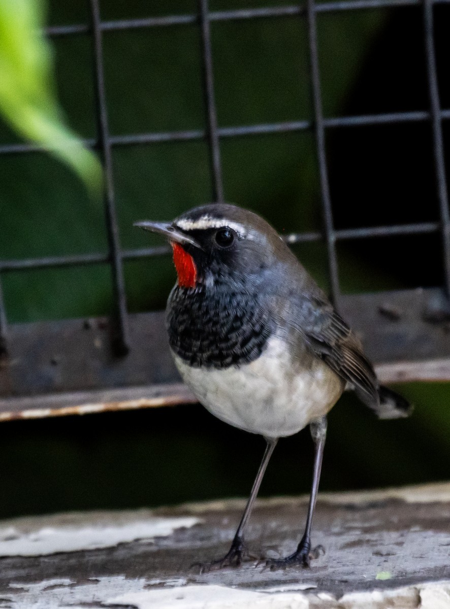 Himalayan Rubythroat - ML644076667