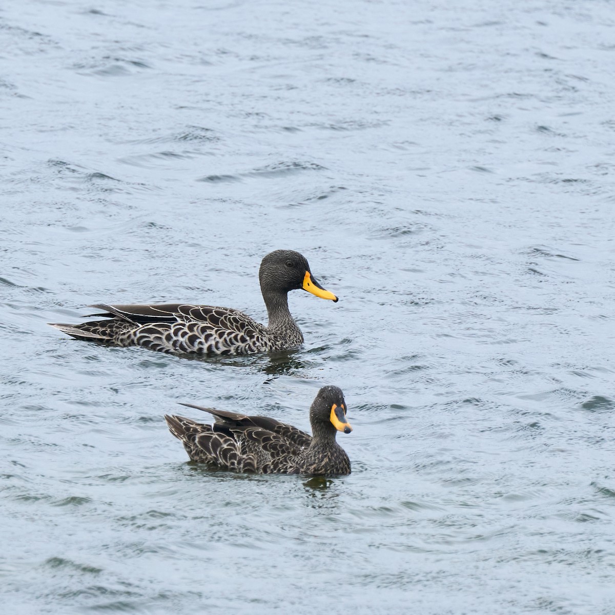 Canard à bec jaune - ML644076671