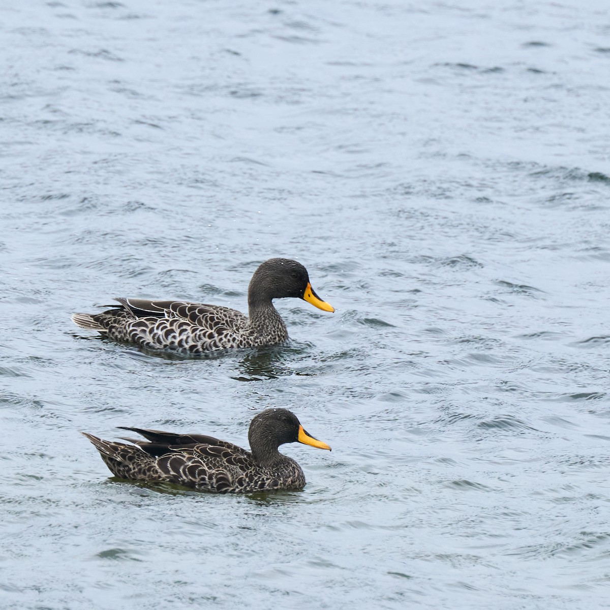 Canard à bec jaune - ML644076680
