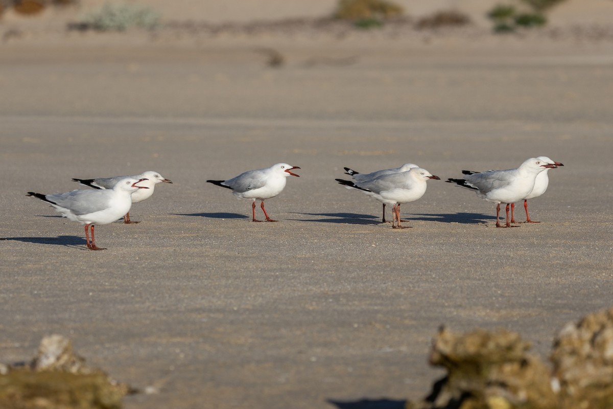 Silver Gull - ML644076701