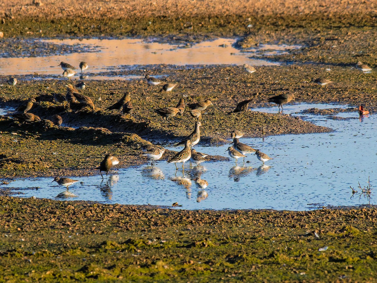 Graubrust-Strandläufer - ML644076704