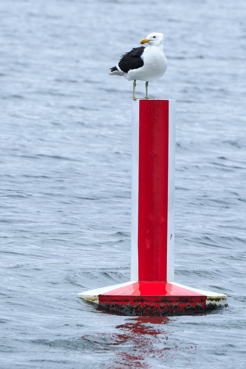 Kelp Gull (vetula) - ML644076717