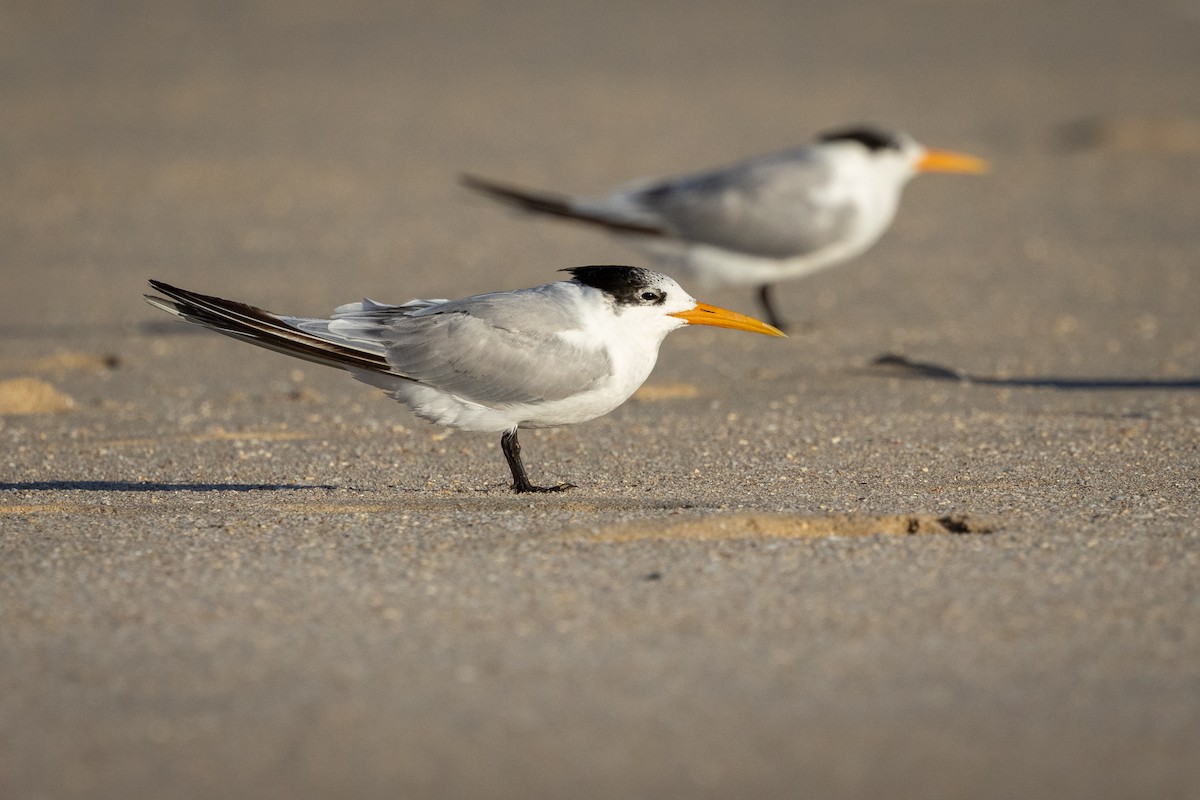 Lesser Crested Tern - ML644076723
