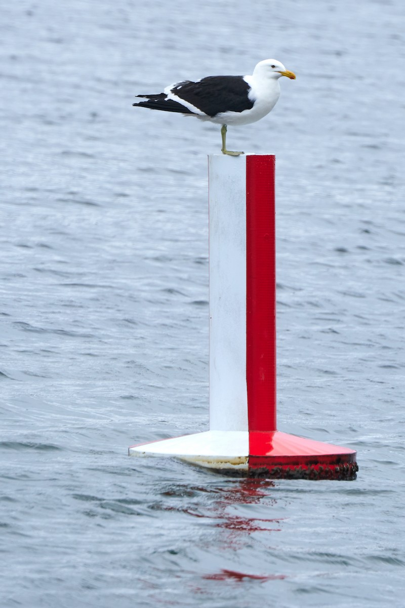 Kelp Gull (vetula) - ML644076728