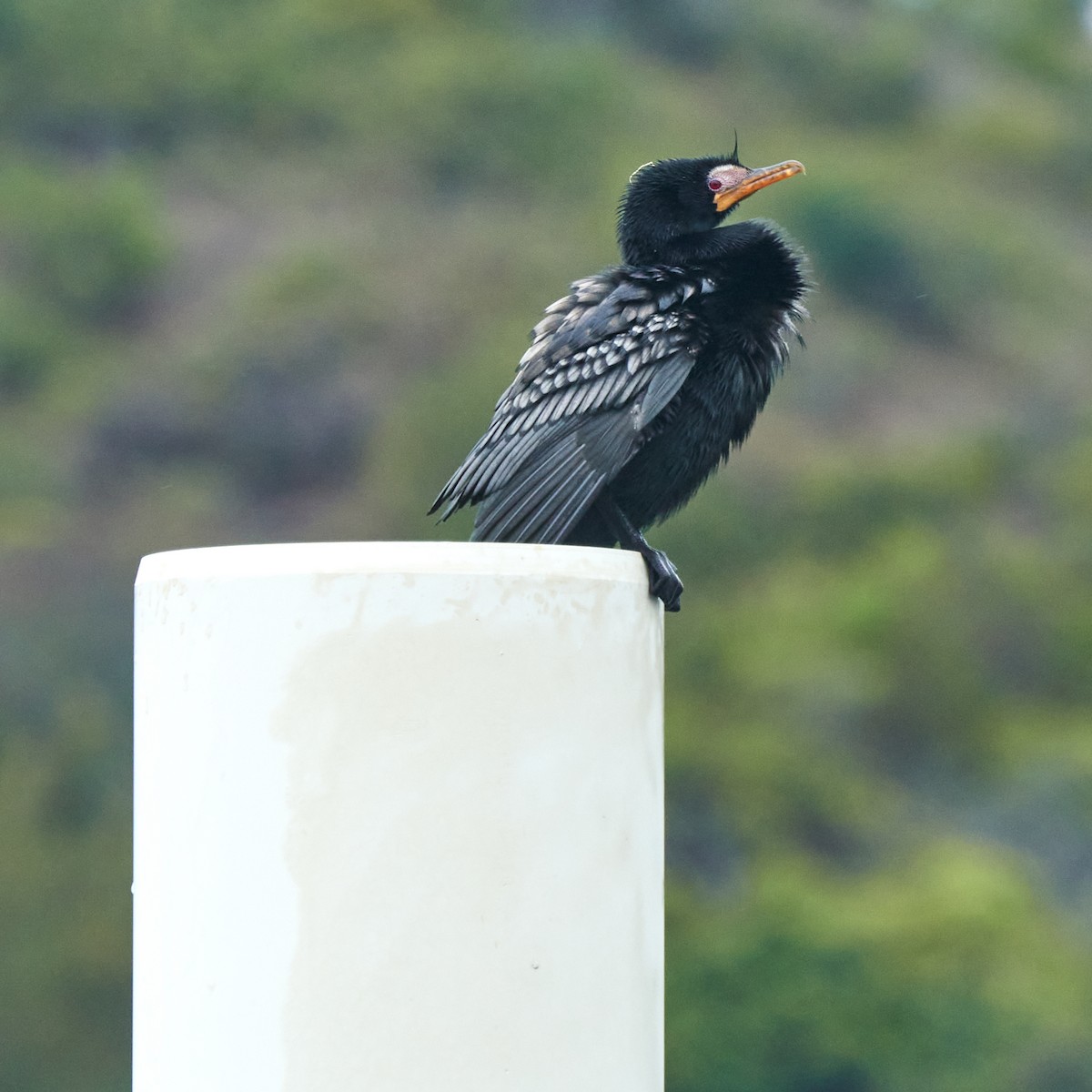 kormorán dlouhoocasý - ML644076729