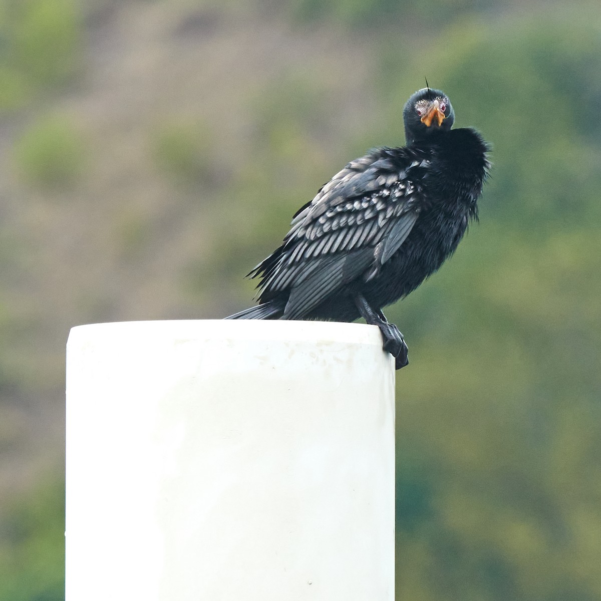 kormorán dlouhoocasý - ML644076747